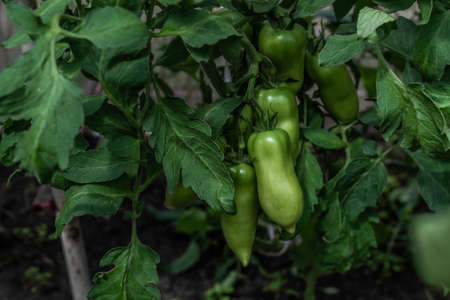 green unripe long shiny tomatoes grow on branches among the leaves in the greenhouse, harvestの写真素材