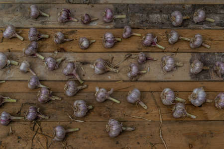 heads of garlic are dried on wooden boards in greenhouses, harvesting