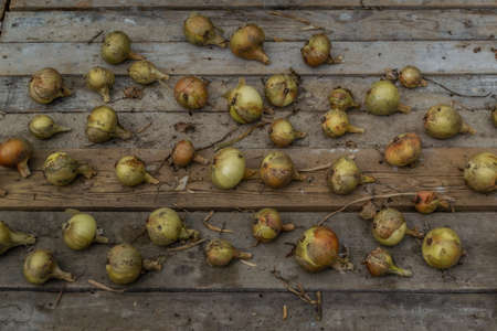 golden yellow onions dried on wooden boards, harvestingの写真素材
