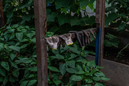 the gardener's dirty gloves hang in the greenhouse among the vegetable plants, after workの写真素材