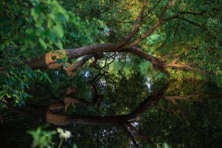 large tree bent over pond in arc and green foliage of forest is reflected in mirror water in the light of sunsetの写真素材
