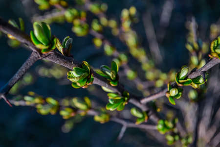 branches of a bush plant with buds green sprouts with leaves and long sharp thorns, background of...