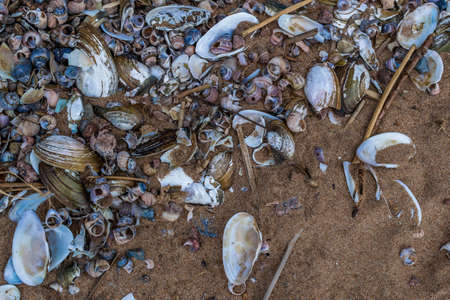 many small multi-colored blue pink purple river seashells and pebbles lie in sand on beach of Baltic...