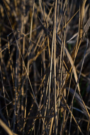 Dry yellow thin reed grass at sunset light in field. Texture, macro, close-up