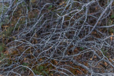 small thin gray light winding curved branches, pattern. Nature after fireの写真素材