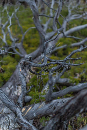 Dry dead light gray winding curved tree branches after fire lies in yellow green grass of Siberia forestの写真素材