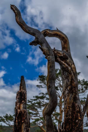 Beautiful broken textured twisted crooked branches and trunks of dry dead tree after fire, blue sky...