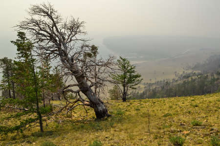 Dry dead beautiful bare tree after fire in green yellow grass, forest on slope of mountain. Shore...