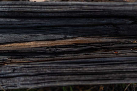 Fibrous splintered trunk of tree stump. Lines. Cracksの写真素材