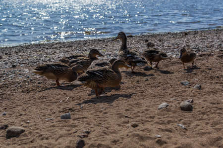 Few ducks walk in group along sandy pebble seashore in search of food. Waves in sea sparkle from sun. Animals with feathers. Warm summerの写真素材