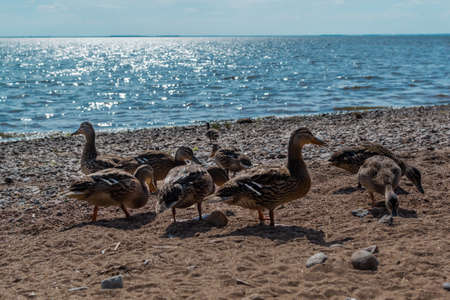 Brown ducks walk on sandy pebble coast with stones. Ripples in blue sea with sparkle from sun light. Animals with feathers. Shadows on shore, sand. Natureの写真素材
