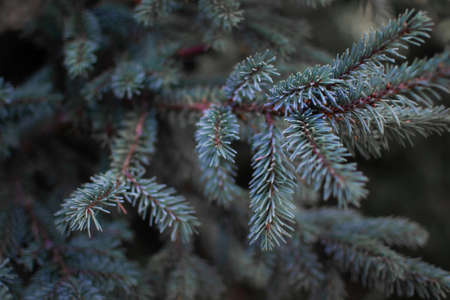 Light turquoise volumetric small needles on branches of coniferous white blue spruce tree in...