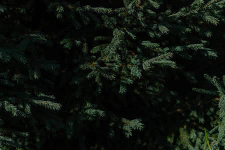 Dark green volumetric small needles on branches of coniferous Siberian tree in forest in sun lightの写真素材