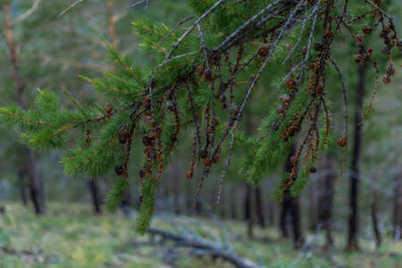 Small dry brown cones on green spruce prickly branches with needles on Siberian coniferous tree, Baikal lake natureの写真素材