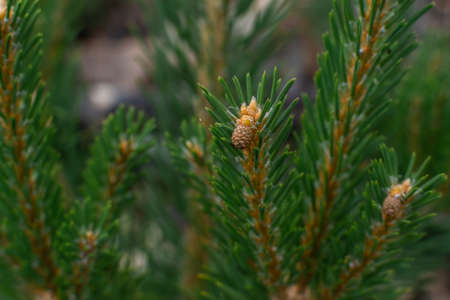 Small little light brown cones on green fluffy spruce prickly branch with needles on Siberian coniferous treeの写真素材