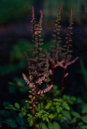 Blooming of purple pink fluffy flowers of astilba. Perennial plant with thin brown twigs with green leaves. Summer gardenの写真素材
