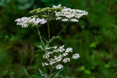 Little white wildflowers of inflorescences herb grow in the field among green grass. Siberian Russian natureの写真素材