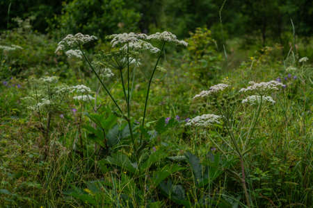 Little white wildflowers of inflorescences grow in the field among green grass. Siberian Russian natureの写真素材