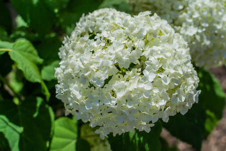 Large round arborescens lush white hydrangea flower on green bush. Perennial herb, sunny summer...