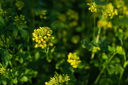 Bright yellow mustard flowers among green leaves and stems. Cruciferous plants in sun light. Summer