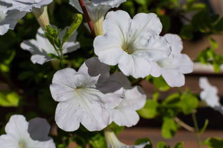 Beautiful white petunia flower with green leaves in light of sun. Summer