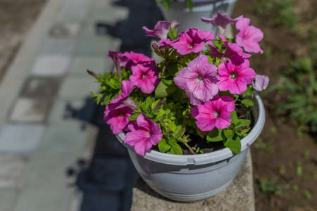 Beautiful bright pink petunia in white pot. Decorative flower with green leaves in light of sun. Summerの写真素材