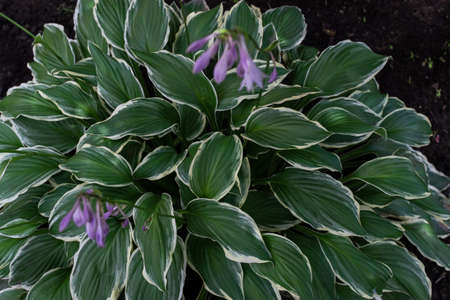 Bush of hosta with large patterned white-green leaves and purple flowers. Perennial grows in garden....