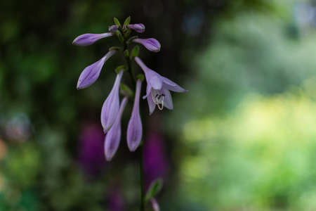 Light purple pink flowers buds of hosta. Perennial blossom in summer garden. Macro. Close-up