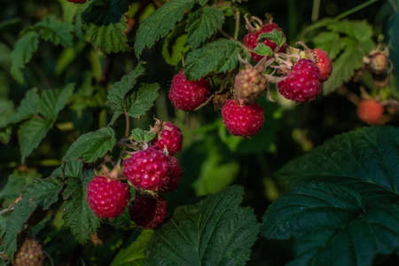 Scarlet pink red ripe raspberries on branches with green carved leaves on bush in the summer garden....
