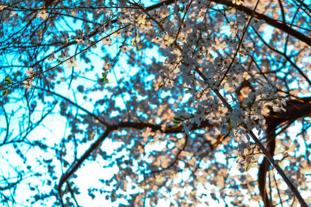 Blooming brown branches, twigs of spring apple tree with white flowers in sunlight. Blossom in city park. Close-up. Blue sky background.の写真素材