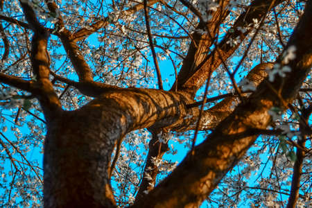Twisty trunk of blooming apple tree with white flowers. Spring blossom. Blue sky backdrop. Embossed orange brown bark in warm light of setting sun with shadowsの写真素材