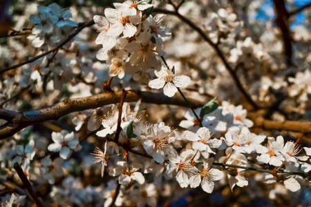Blooming brown twigs of apple tree with delicate white flowers with petals, orange center, stamens, green leaves in warm sun light. Spring blossom.の写真素材