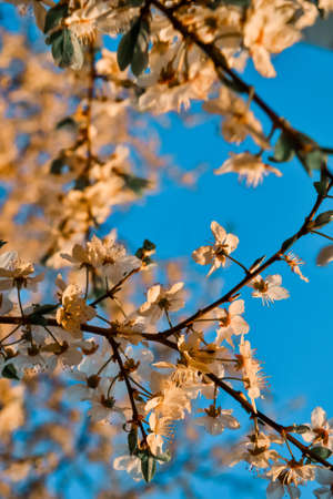 Blooming branches of spring apple tree with bright white orange flowers with petals, stamens, green...