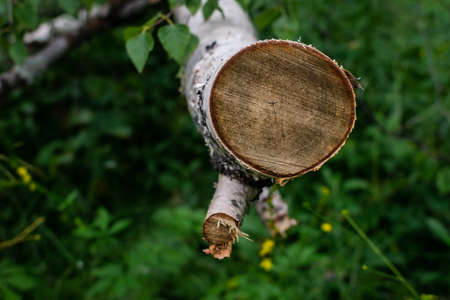 Round yellow orange cut of white birch tree in green forest. Russiaの写真素材