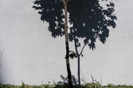 White texture wall of building with beautiful blue shadow of thin tree with foliage in sunny...