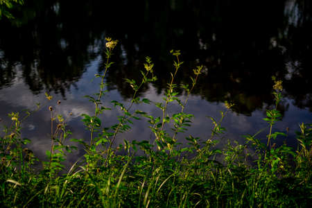 Green yellow flowers, thin grass on the backdrop of blue water of the park pond with forest trees in...