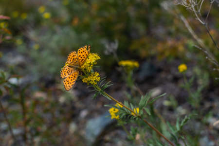 Beautiful orange spotted with black pattern butterfly sits on yellow flower among green grass on Baikal meadow. Summerの写真素材