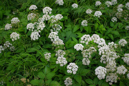 Aegopodium podagraria, ground elder, herb gerard, bishop's weed, goutweed, gout wort, white flower...