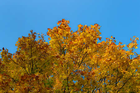 Yellow orange golden red autumn maple leaves on branches of round tree against the background of...