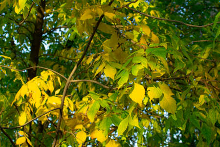 Yellow green autumn leaves on a tree branch in sunny weather
