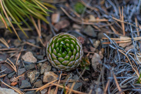 Baikal round green succulent grow in field by the lake. Geometric cacti with swirling pattern.