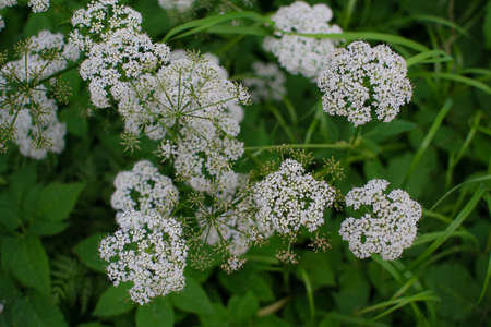Goutweed, Aegopodium podagraria, ground elder, herb gerard, bishop's weed, gout wort, white flowers,...