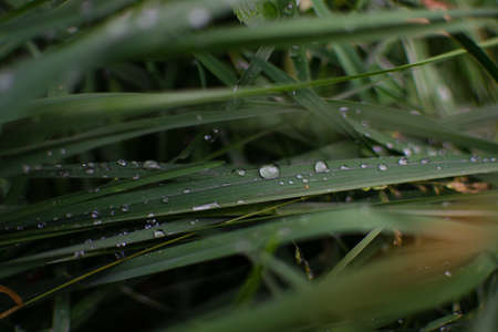 Dew drops on long thin blades of grass. Forest nature in the morning after rain. Close-up