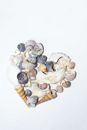 Seashell heart shape. Small marine colored orange blue pink purple sea shells of different shapes on white background. Design templateの写真素材