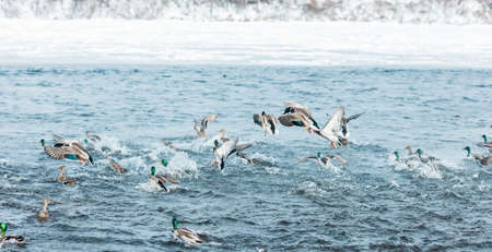 Brown and green ducks take off from the water with splashes from the winter river with frozen snowy ice shores on sunny dayの写真素材