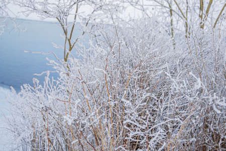 Thin trees, bushes in fluffy white snow on the bank against the background of a blue river in winterの写真素材