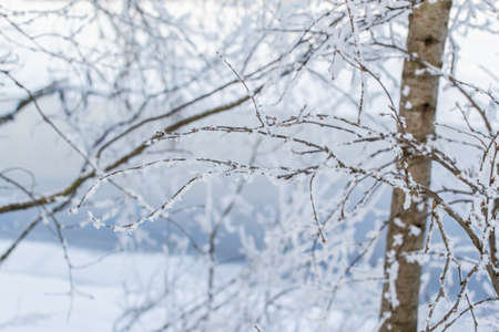 Bare thin branches of trees with white fluffy snow on the bank against the backdrop of a blue river. Winterの写真素材