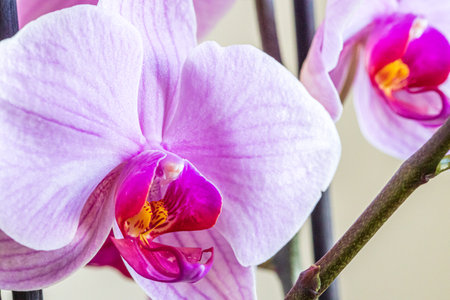 Beautiful home light pink orchid flowers on twig, houseplant on blurred bokeh background. Close-up. Macroの写真素材