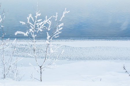 Bare small tree with fluffy white snow on the bank against the background of a blue river. Winterの写真素材