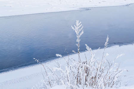 Dry high grass flower with fluffy white snow on the bank against the background of a blue river. Winterの写真素材